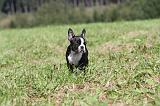 BOSTON TERRIER 124